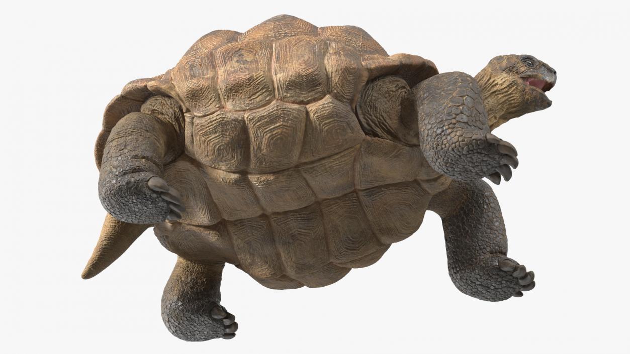 Aldabra Giant Tortoise 3D