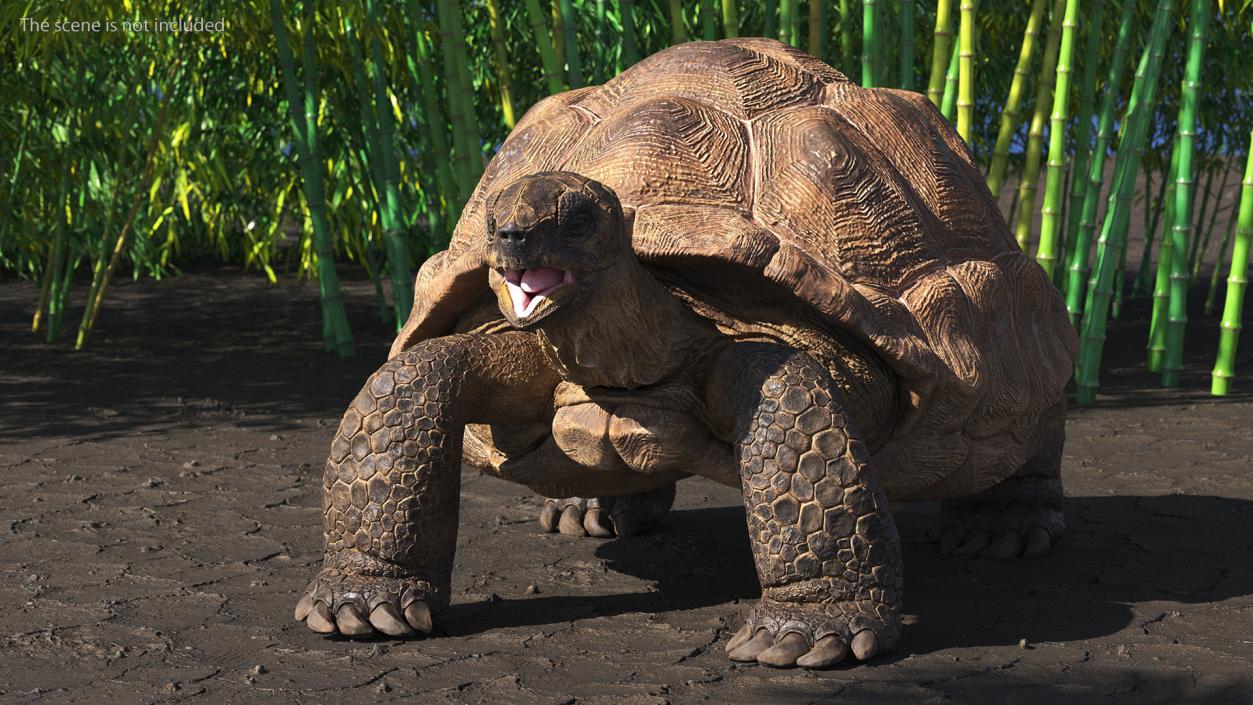 Aldabra Giant Tortoise 3D