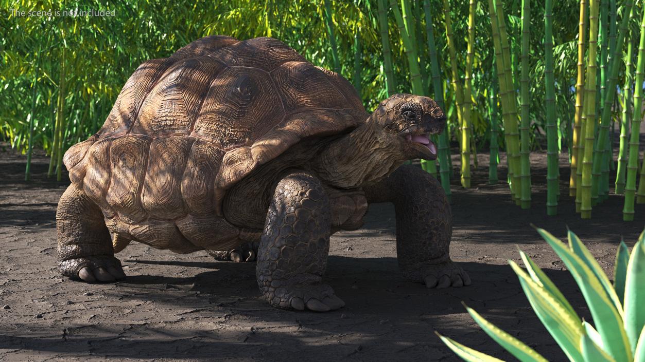 Aldabra Giant Tortoise 3D