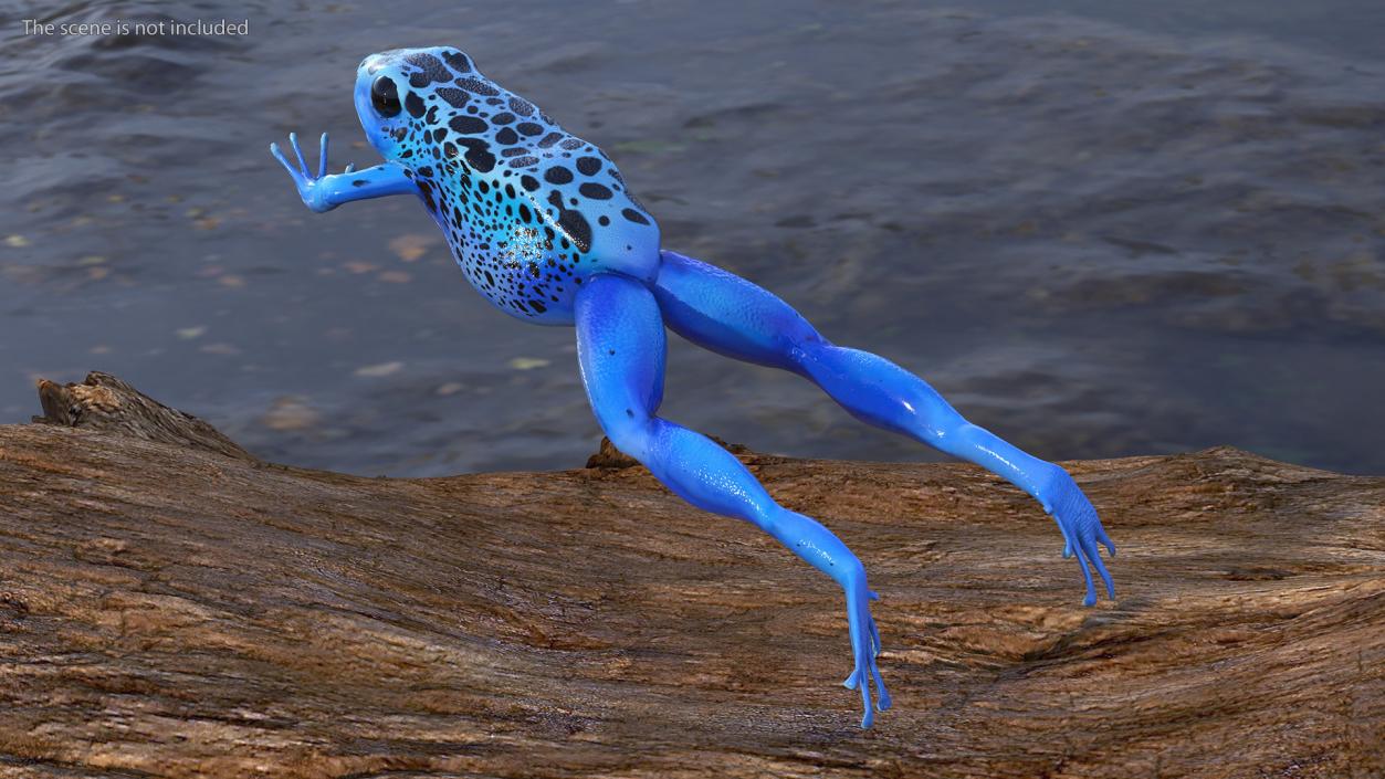 3D model Dendrobates Tinctorius Jumping Pose