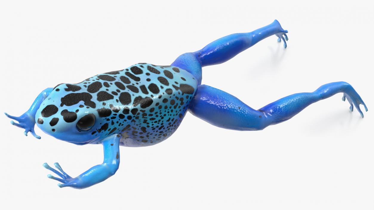 3D model Dendrobates Tinctorius Jumping Pose