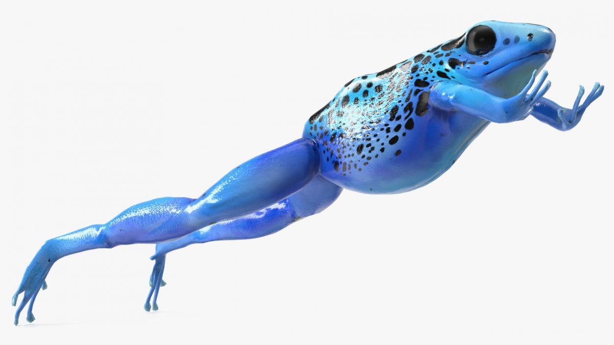 3D model Dendrobates Tinctorius Jumping Pose