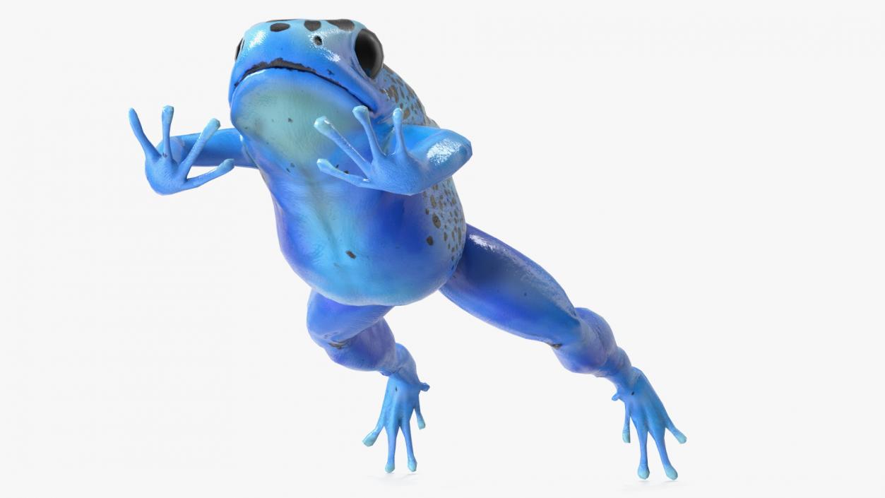 3D model Dendrobates Tinctorius Jumping Pose