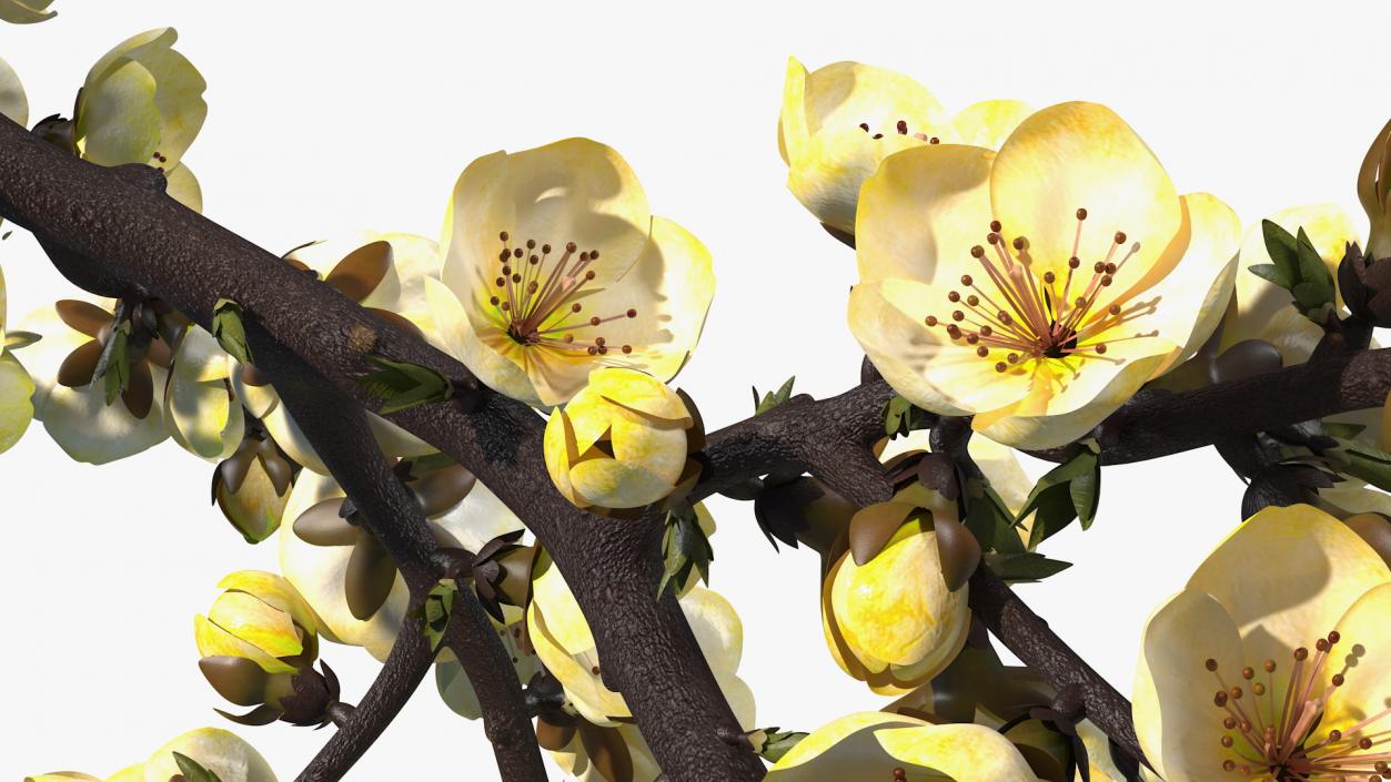 3D Yellow Cherry Blossom Branch model