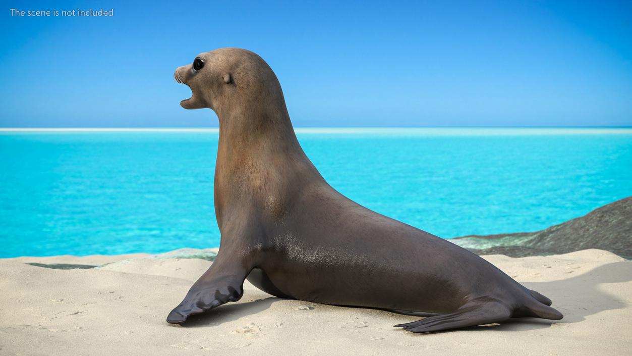 California Sea Lion 3D model