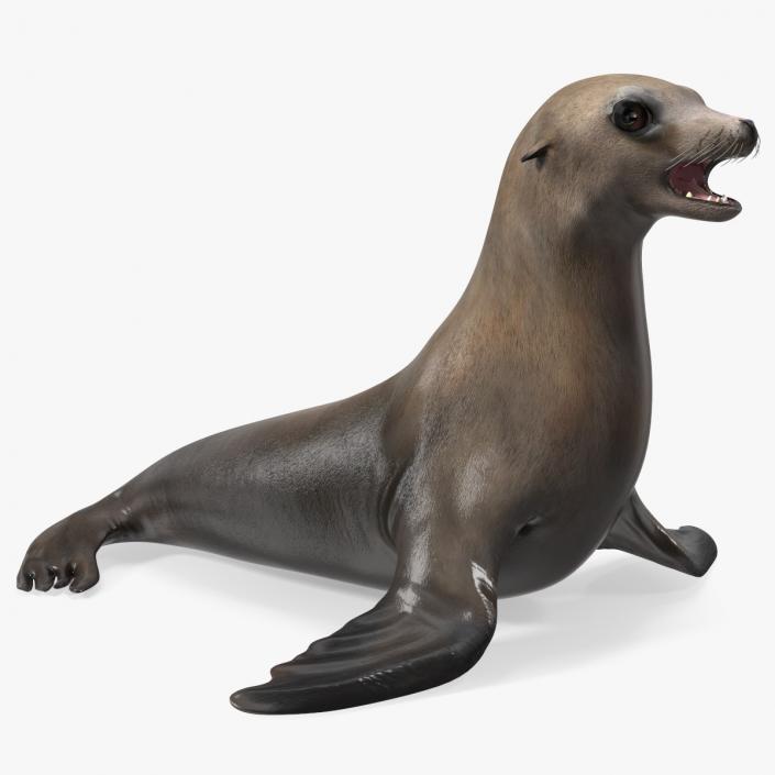 California Sea Lion 3D model