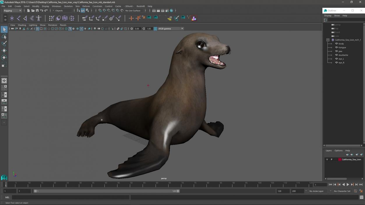 California Sea Lion 3D model