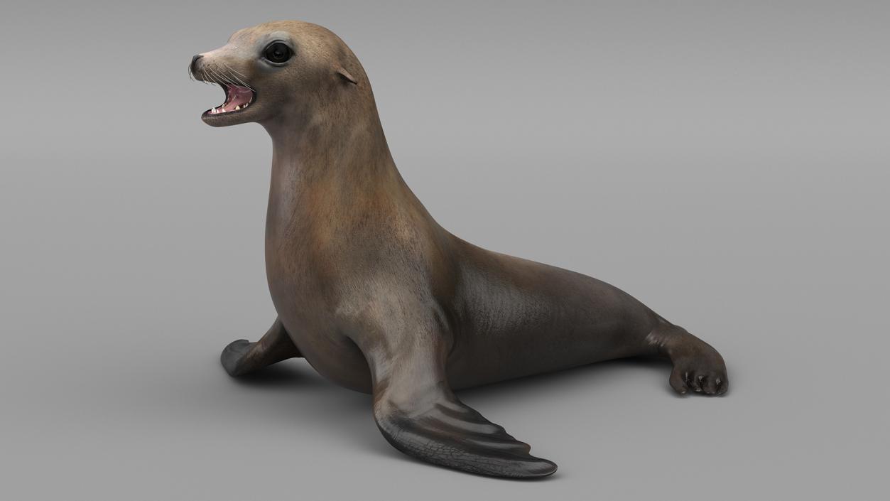 California Sea Lion 3D model