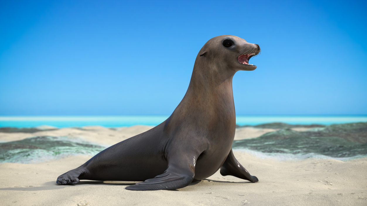 California Sea Lion 3D model