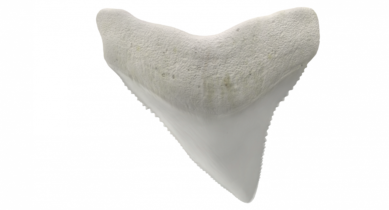 3D model Shark Teeth Carcharodon Angustidens