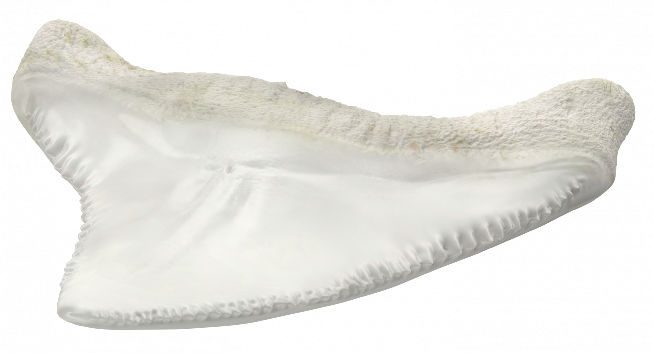 3D model Shark Teeth Carcharodon Angustidens