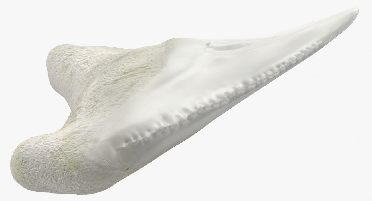 3D model Shark Teeth Carcharodon Angustidens