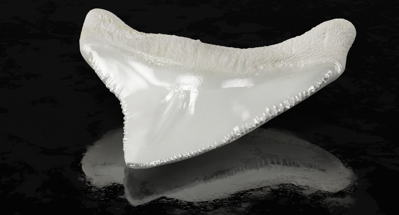 3D model Shark Teeth Carcharodon Angustidens