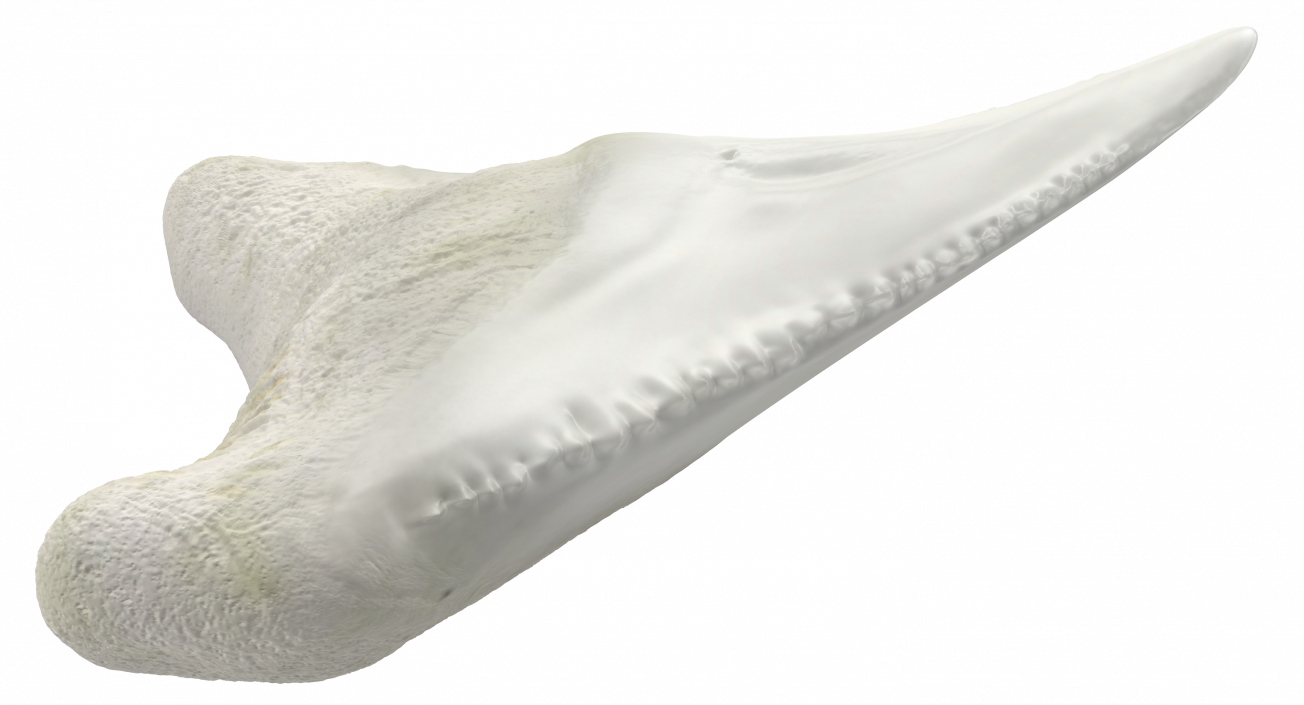 3D model Shark Teeth Carcharodon Angustidens