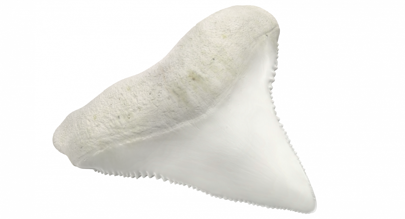 3D model Shark Teeth Carcharodon Angustidens