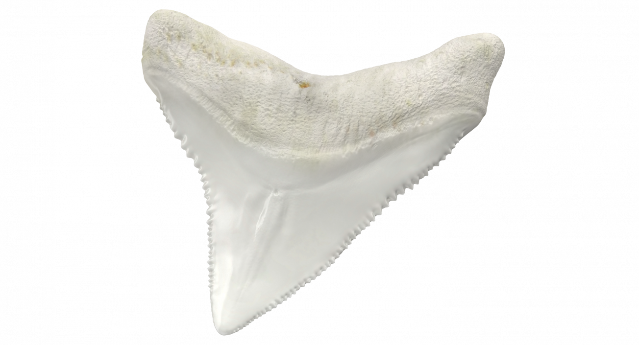 3D model Shark Teeth Carcharodon Angustidens