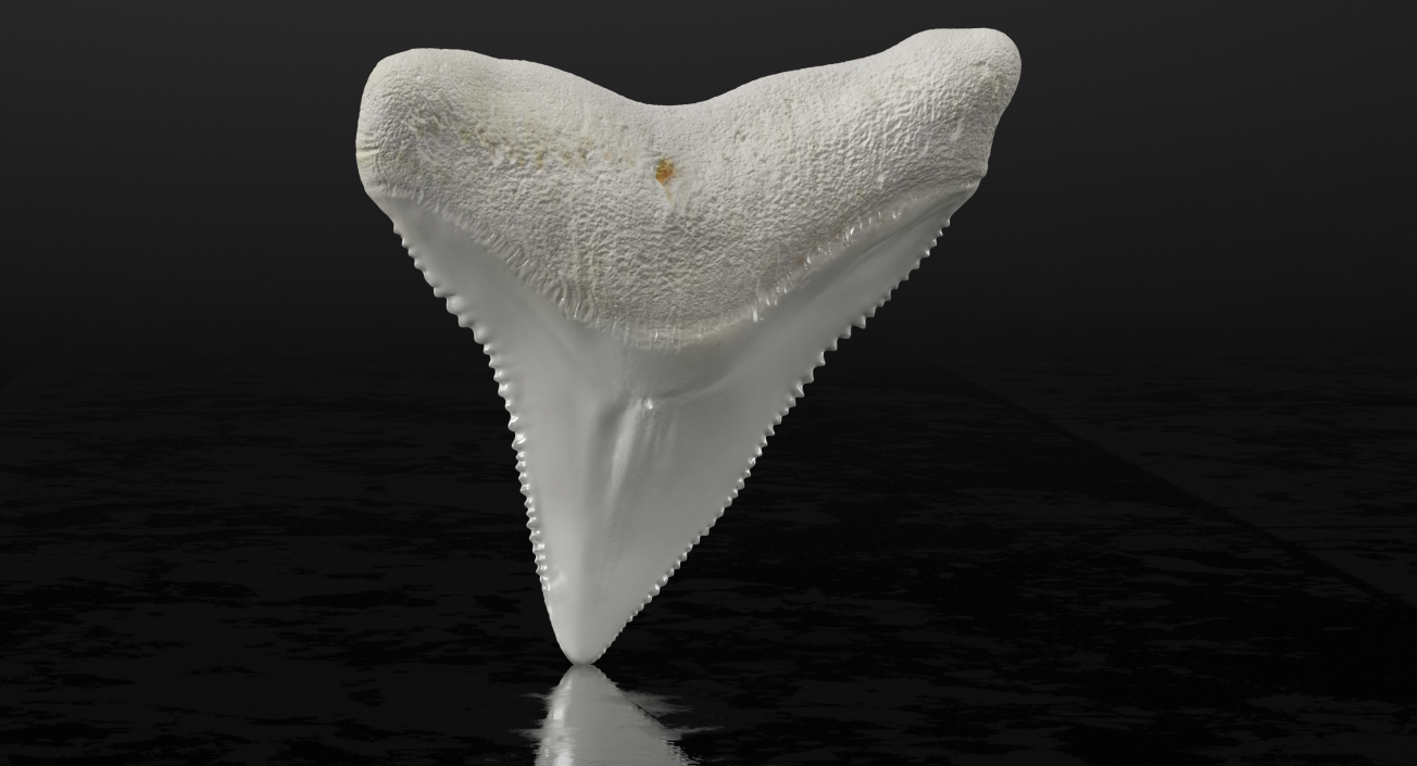 3D model Shark Teeth Carcharodon Angustidens