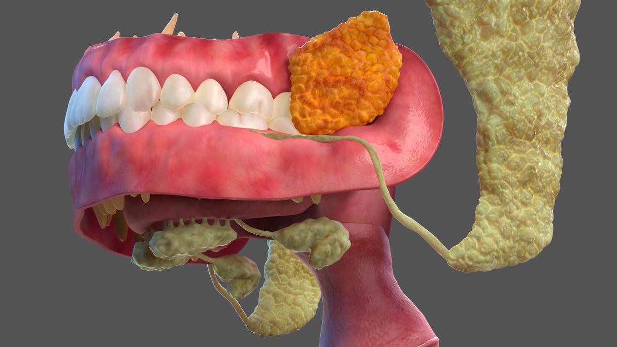 3D model Human Digestive System Anatomy