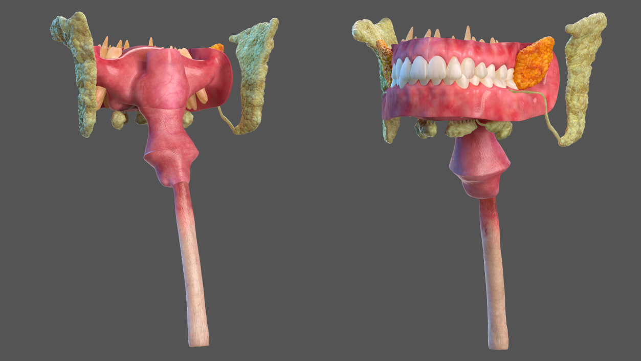 3D model Human Digestive System Anatomy