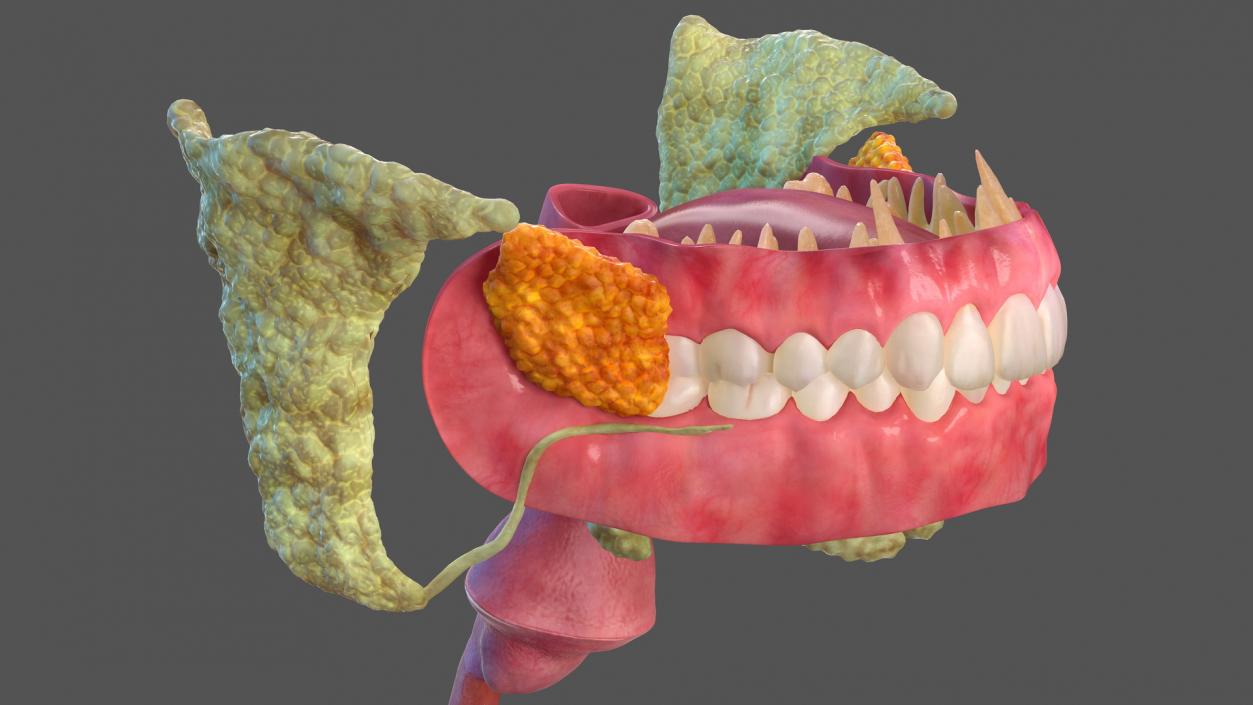 3D model Human Digestive System Anatomy