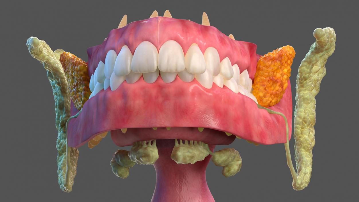 3D model Human Digestive System Anatomy