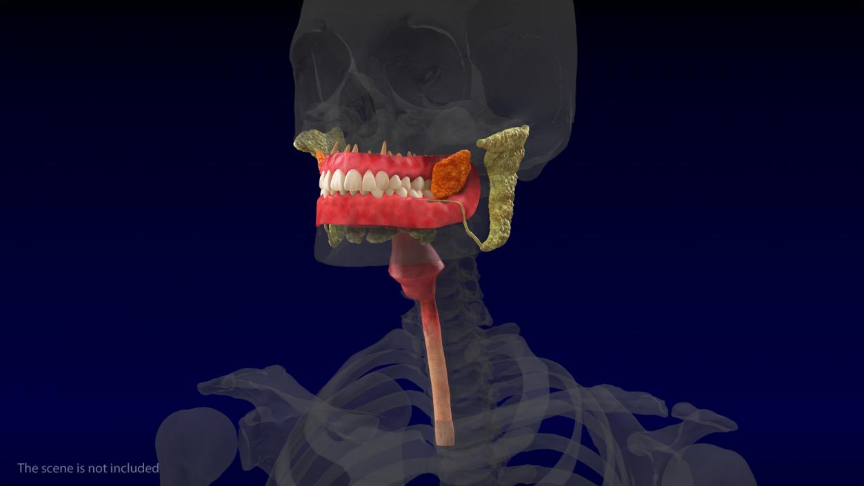 3D model Human Digestive System Anatomy