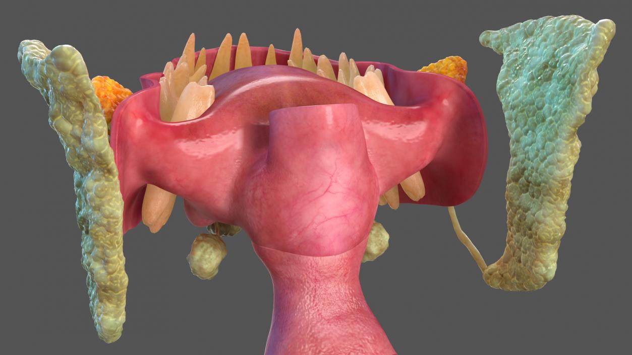 3D model Human Digestive System Anatomy