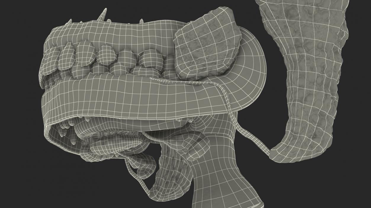 3D model Human Digestive System Anatomy