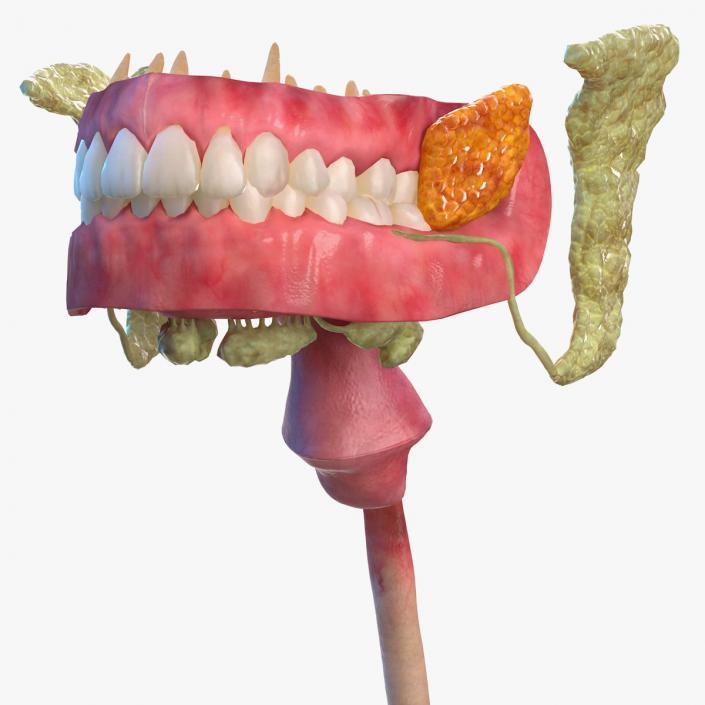 3D model Human Digestive System Anatomy