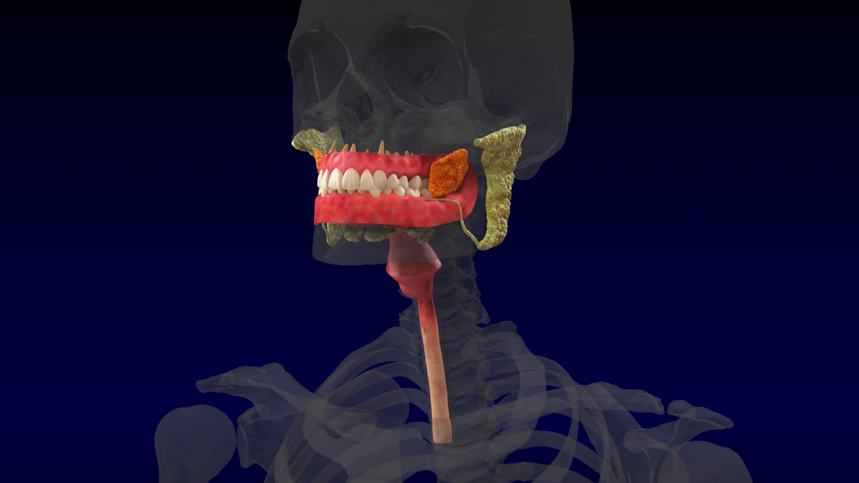 3D model Human Digestive System Anatomy