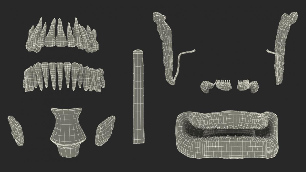 3D model Human Digestive System Anatomy