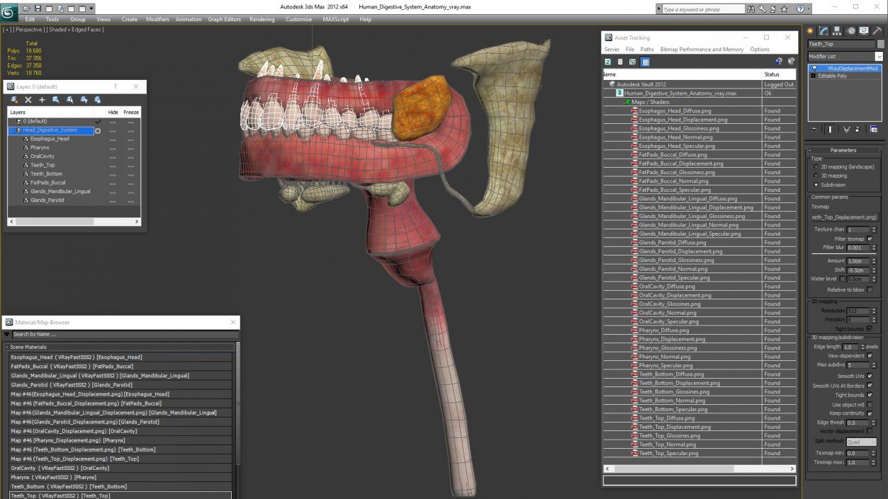 3D model Human Digestive System Anatomy