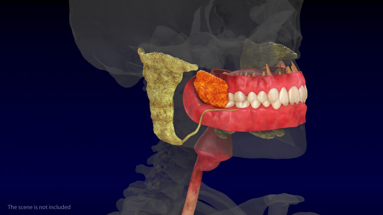 3D model Human Digestive System Anatomy