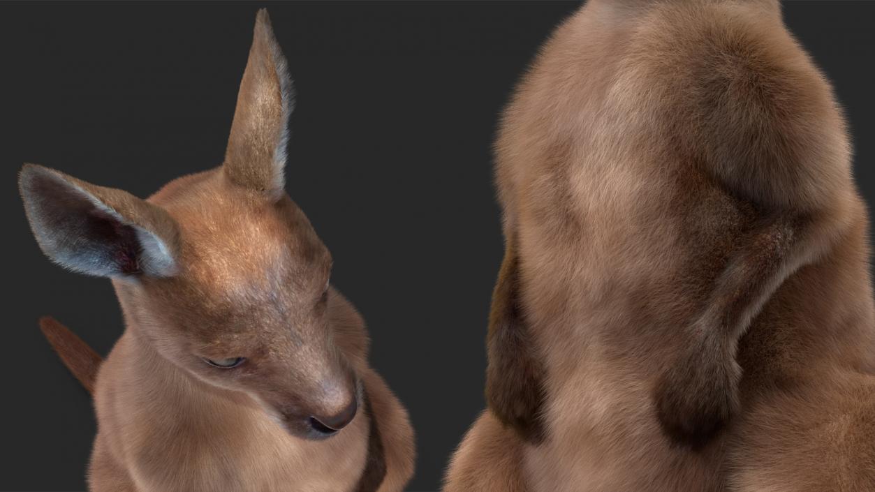 3D Baby Kangaroo in Standing Pose Fur 2