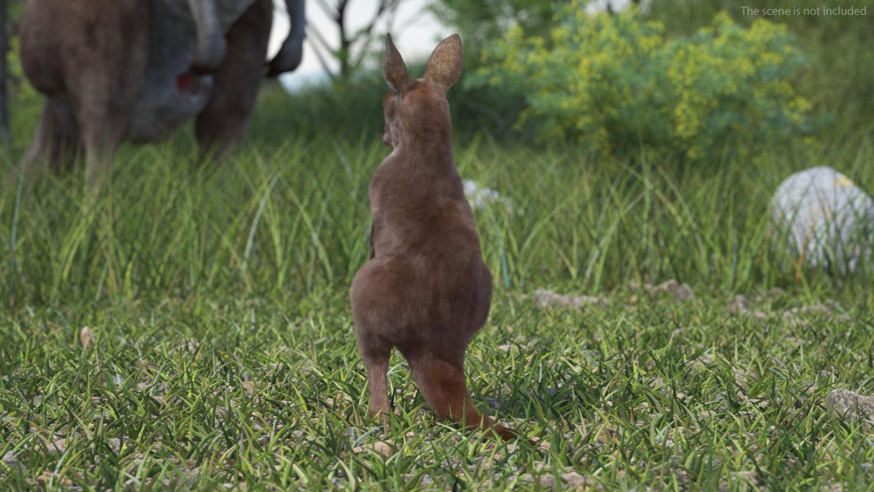 3D Baby Kangaroo in Standing Pose Fur 2