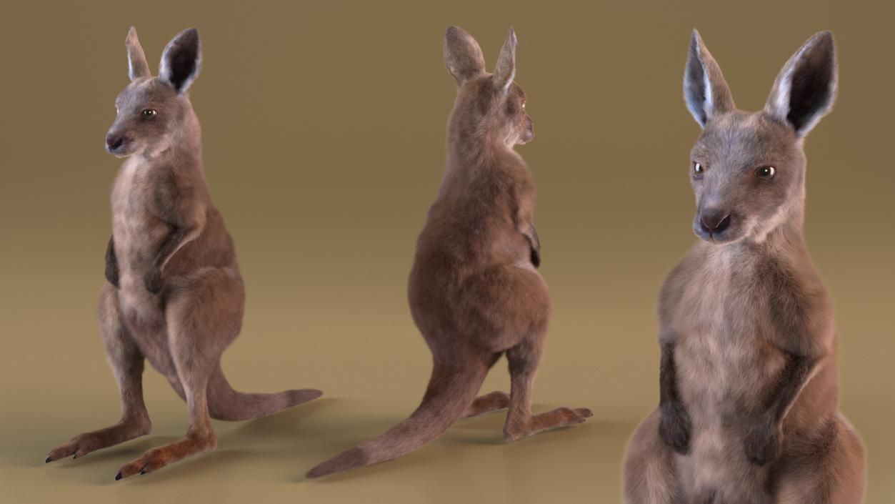 3D Baby Kangaroo in Standing Pose Fur 2