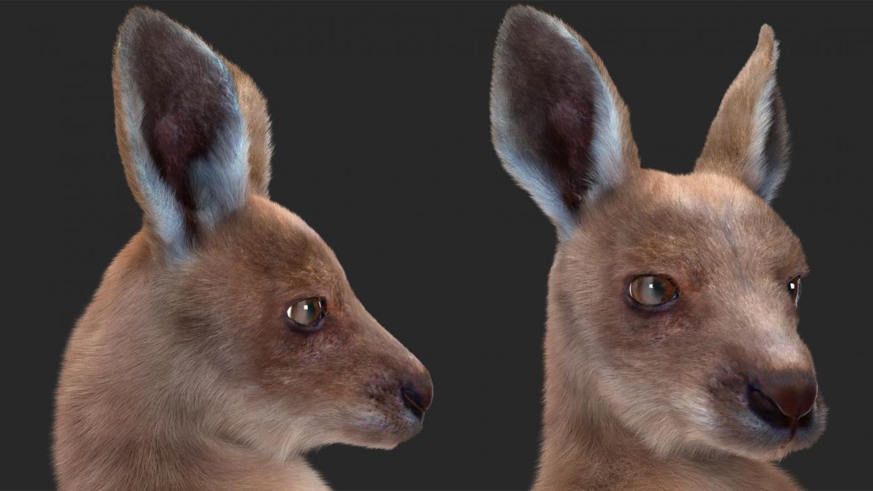 3D Baby Kangaroo in Standing Pose Fur 2