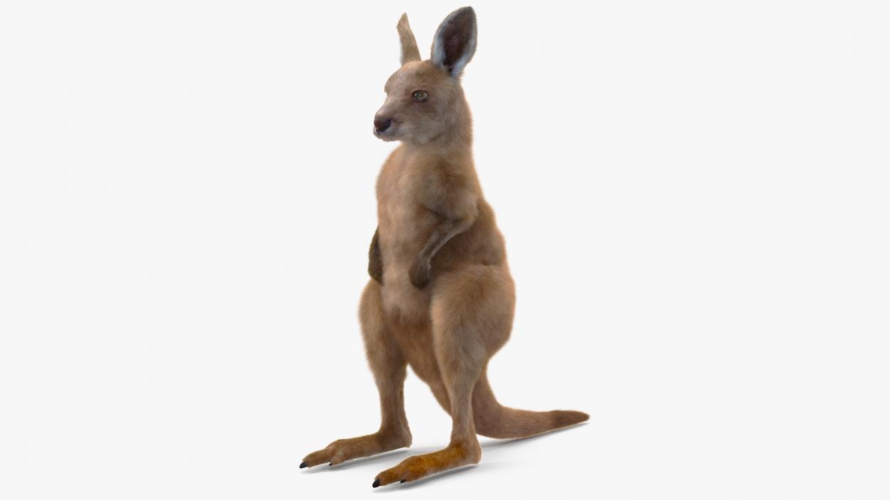 3D Baby Kangaroo in Standing Pose Fur 2