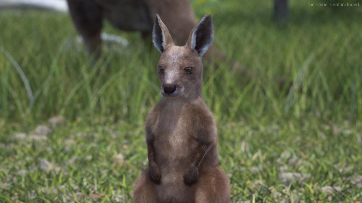 3D Baby Kangaroo in Standing Pose Fur 2