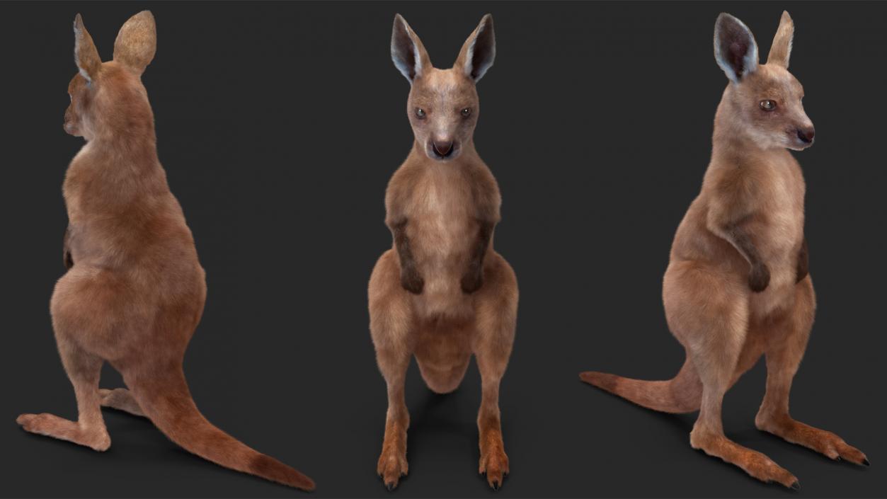 3D Baby Kangaroo in Standing Pose Fur 2