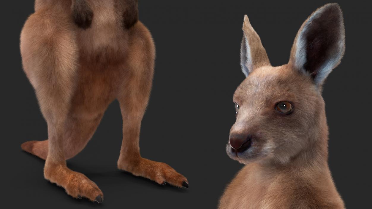 3D Baby Kangaroo in Standing Pose Fur 2