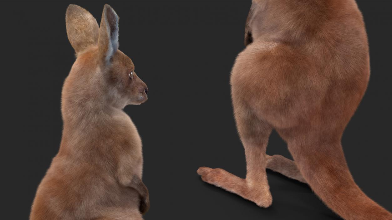 3D Baby Kangaroo in Standing Pose Fur 2