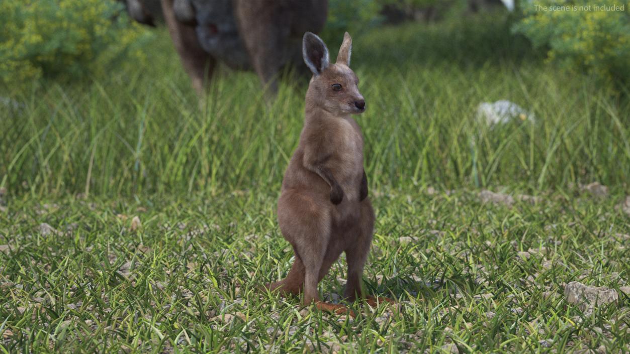 3D Baby Kangaroo in Standing Pose Fur 2