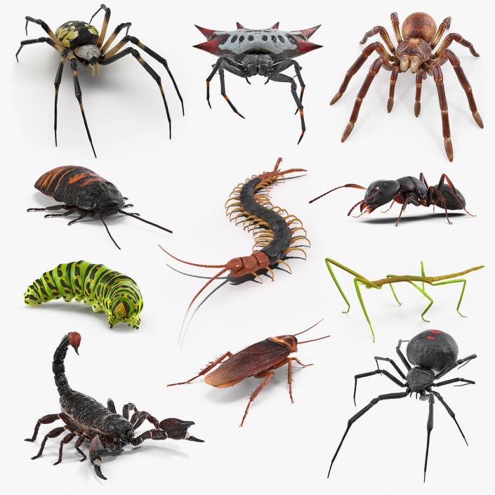 Creeping Insects Collection 5 3D model