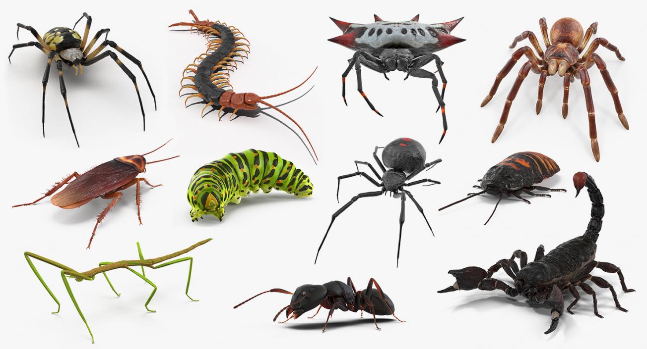 Creeping Insects Collection 5 3D model