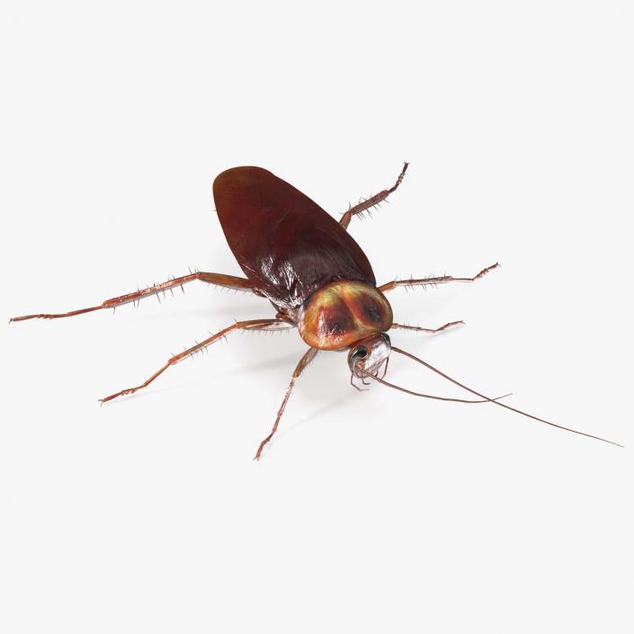 3D Red Flying Cockroach Rigged for Maya