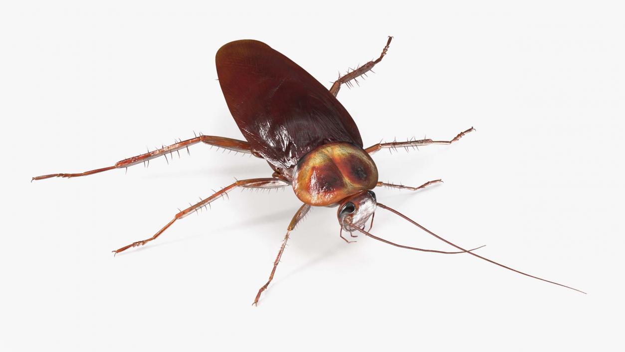 3D Red Flying Cockroach Rigged for Maya