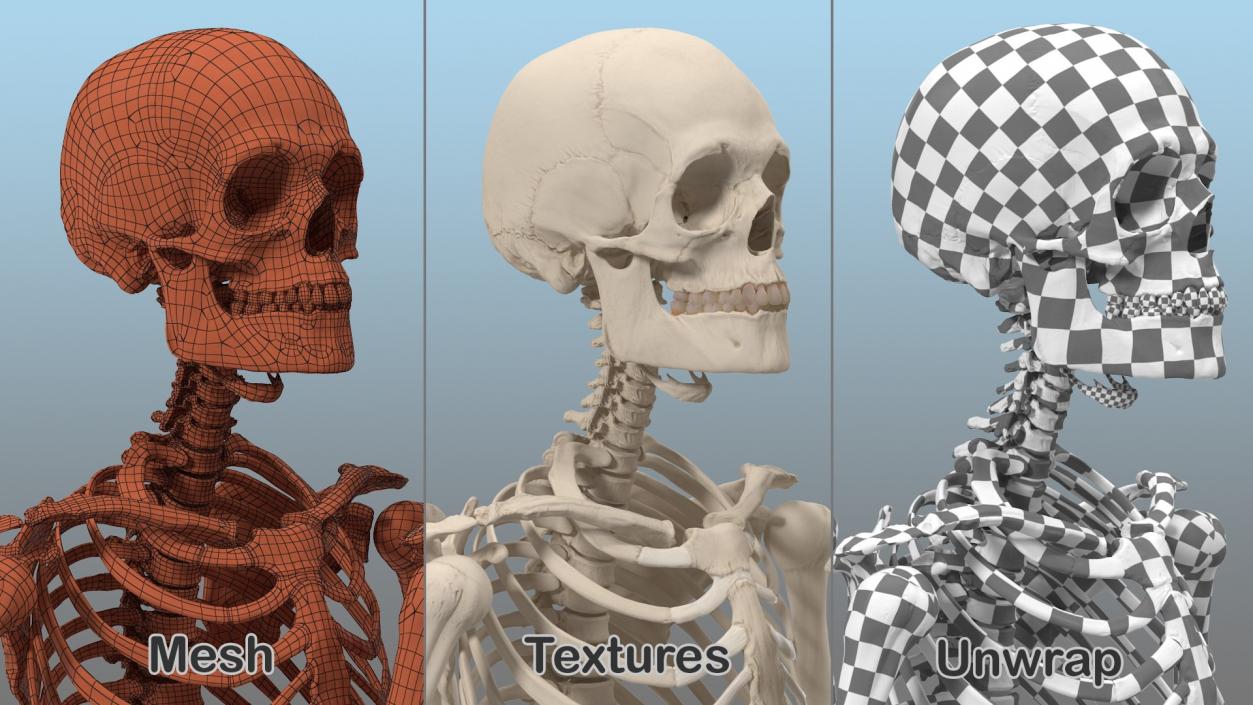 3D Human and Gorilla Skeletons Collection model