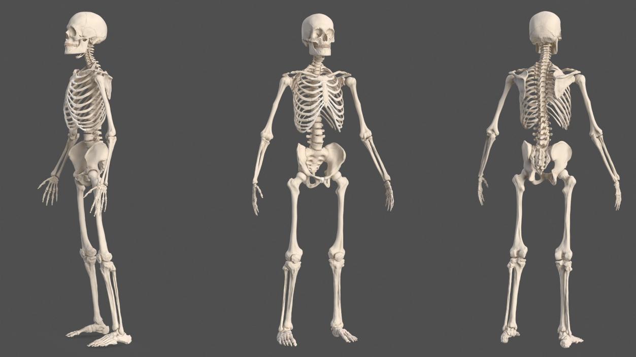 3D Human and Gorilla Skeletons Collection model