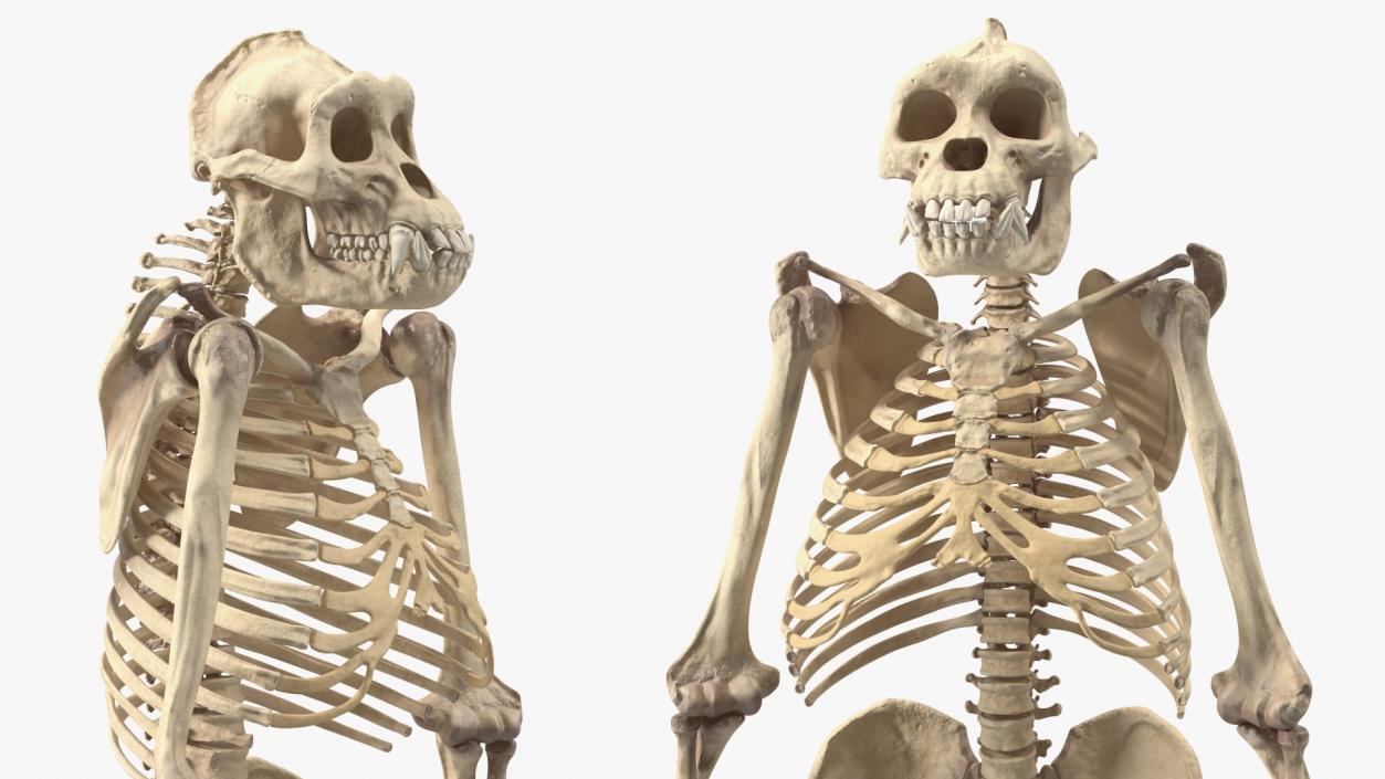 3D Human and Gorilla Skeletons Collection model